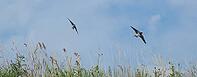 Sand martins (Riparia riparia) flying over a meadow, Greifswald, Mecklenburg-Western Pomerania, Germany [IBR123790101]