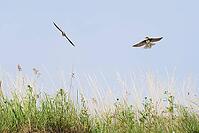 Sand martins (Riparia riparia) flying over a meadow, Greifswald, Mecklenburg-Western Pomerania, Germany [IBR123790102]