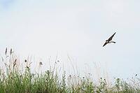 Sand martin (Riparia riparia) flying over a meadow, Greifswald, Mecklenburg-Western Pomerania, Germany [IBR123790103]