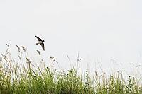 Sand martin (Riparia riparia) flying over a meadow, Greifswald, Mecklenburg-Western Pomerania, Germany [IBR123790104]