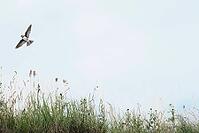 Sand martin (Riparia riparia) flying over a meadow, Greifswald, Mecklenburg-Western Pomerania, Germany [IBR123790105]