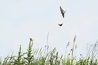 Sand martins (Riparia riparia) flying over a meadow, Greifswald, Mecklenburg-Western Pomerania, Germany [IBR123790106]