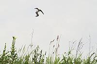 Sand martins (Riparia riparia) flying over a meadow, Greifswald, Mecklenburg-Western Pomerania, Germany [IBR123790107]