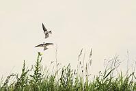 Sand martins (Riparia riparia) flying over a meadow, Greifswald, Mecklenburg-Western Pomerania, Germany [IBR123790108]