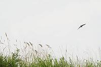 Sand martin (Riparia riparia) flying over a meadow, Greifswald, Mecklenburg-Western Pomerania, Germany [IBR123790109]