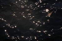 Barn Swallow (Hirundo rustica) flying just above the water surface, sunlight reflected in the water, Greifswald, Mecklenburg-Western Pomerania, Germany [IBR123790110]