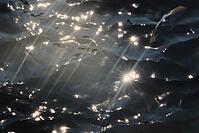 Barn Swallow (Hirundo rustica) flying just above the water surface, sunlight reflected in the water, Greifswald, Mecklenburg-Western Pomerania, Germany [IBR123790111]