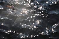 Barn Swallow (Hirundo rustica) flying just above the water surface, sunlight reflected in the water, Greifswald, Mecklenburg-Western Pomerania, Germany [IBR123790112]
