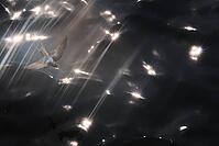 Barn Swallow (Hirundo rustica) flying just above the water surface, sunlight reflected in the water, Greifswald, Mecklenburg-Western Pomerania, Germany [IBR123790113]