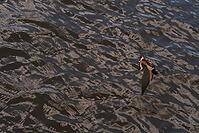 Barn Swallow (Hirundo rustica) flying just above the water surface, Greifswald, Mecklenburg-Western Pomerania, Germany [IBR123790116]