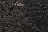 Barn Swallow (Hirundo rustica) flying just above the water surface, Greifswald, Mecklenburg-Western Pomerania, Germany [IBR123790117]