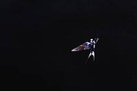 Barn Swallow (Hirundo rustica) flying just above the water surface, Greifswald, Mecklenburg-Western Pomerania, Germany [IBR123790118]