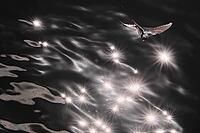 Barn Swallow (Hirundo rustica) flying just above the water surface, sunlight reflected in the water, Greifswald, Mecklenburg-Western Pomerania, Germany [IBR123790119]