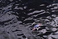 Barn Swallow (Hirundo rustica) flying just above the water surface, Greifswald, Mecklenburg-Western Pomerania, Germany [IBR123790120]