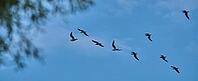 Small flock of black-headed gulls (Chroicocephalus ridibundus), Greifswald, Mecklenburg-Western Pomerania, Germany [IBR123790122]