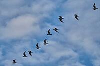 Small flock of black-headed gulls (Chroicocephalus ridibundus), Greifswald, Mecklenburg-Western Pomerania, Germany [IBR123790123]