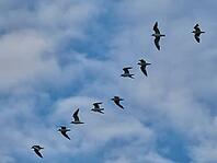 Small flock of black-headed gulls (Chroicocephalus ridibundus), Greifswald, Mecklenburg-Western Pomerania, Germany [IBR123790124]