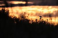 Lark (Alaudidae) in a meadow at sunrise, Greifswald, Mecklenburg-Western Pomerania, Germany [IBR123790125]