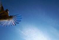 Flying blue tit (Cyanistes caeruleus), Kempen, North Rhine-Westphalia, Germany [IBR123790126]