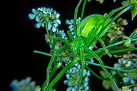 Micrommata virescen ore Green huntsman spider [IBR123790129]