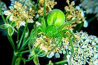 Micrommata virescen ore Green huntsman spider [IBR123790130]