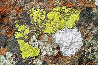 Several lichen species groving right next to one another not far from the ocean [IBR123790133]