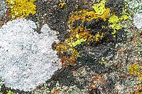 Several lichen species groving right next to one another not far from the ocean [IBR123790135]