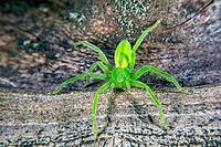 The Green huntsman spider has bright green colors [IBR123790137]