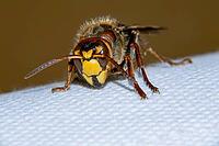 European hornet is a very large wasp [IBR123790142]