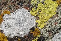 Several lichen species groving right next to one another not far from the ocean [IBR123790144]