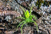 The Green huntsman spider has bright green colors [IBR123790145]