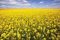 Rapsfelder in der Nähe von Karlovo, Bulgarien [IBR123790583]