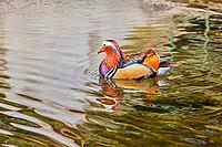 Die erstaunliche Mandarinente in Taormina, Sizilien [IBR123790636]