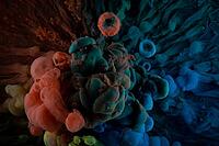 Abstract acrylic paint color swirls in water, shot from below, background [IBR123878837]