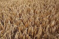 Barley field (Hordeum vulgare), Kempen, North Rhine-Westphalia, Germany [IBR123893286]