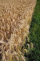 Barley field (Hordeum vulgare), Kempen, North Rhine-Westphalia, Germany [IBR123893287]