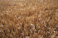 Barley field (Hordeum vulgare), Kempen, North Rhine-Westphalia, Germany [IBR123893288]