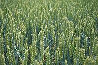 Wheat field (Triticum aestivum), Kempen, North Rhine-Westphalia, Germany [IBR123893289]