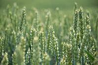 Wheat field (Triticum aestivum), Kempen, North Rhine-Westphalia, Germany [IBR123893290]