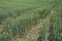 Wheat field (Triticum aestivum), Kempen, North Rhine-Westphalia, Germany [IBR123893291]