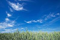 Fair weather clouds over a wheat field (Triticum aestivum), Kempen, North Rhine-Westphalia, Germany [IBR123893292]