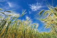 Barley field (Hordeum vulgare), Kempen, North Rhine-Westphalia, Germany [IBR123893293]