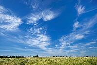 Fair weather clouds over a cornfield, Kempen, North Rhine-Westphalia, Germany [IBR123893294]