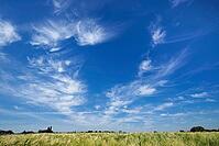 Fair weather clouds over a cornfield, Kempen, North Rhine-Westphalia, Germany [IBR123893295]