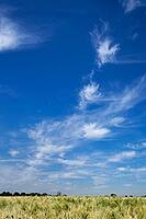 Fair weather clouds over a cornfield, Kempen, North Rhine-Westphalia, Germany [IBR123893296]