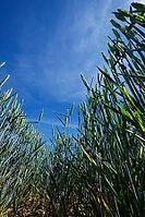 Wheat field (Triticum aestivum), Kempen, North Rhine-Westphalia, Germany [IBR123893297]