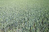 Wheat field (Triticum aestivum), Kempen, North Rhine-Westphalia, Germany [IBR123893298]
