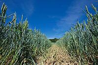 Wheat field (Triticum aestivum), Kempen, North Rhine-Westphalia, Germany [IBR123893299]