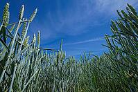 Wheat field (Triticum aestivum), Kempen, North Rhine-Westphalia, Germany [IBR123893301]