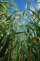 Barley field (Hordeum vulgare), Kempen, North Rhine-Westphalia, Germany [IBR123893303]